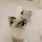 قطط لتبني