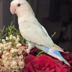 للبيع ببغاء الروز الأليف