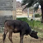 بقرة عجلة للبيع