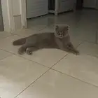 قط سكوتش طالب تزاوج اول مره