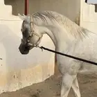 حصان فحل فاخر للبيع