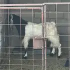 بيع فحل تيس