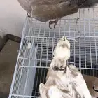 قمري
