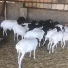 برابر للبيع