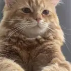 قط للتبني