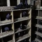 للبيع قطايف