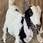 جفره هولنديه على عارضيه صنف شرط