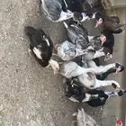 بط مصري للبيع