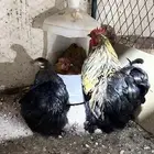 طقم كوشن اقزام