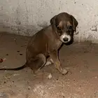 سلقه وبنتها لحقوو بناتها راحن مابقت الا ذي وهي