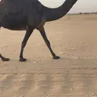 عشرا كفووو ناقة انتاج