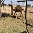 بكره طيبه