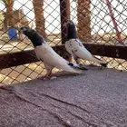 أجوز باكستاني