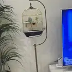 عدد أثنين طيور الباجي السعر بالاستاند 150