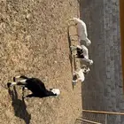غنم متابيع