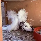 جوز جاكوبين