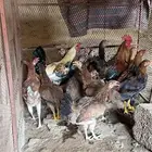 ثربان