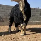 فحل نجدي