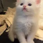 قطه انثى بيرشن
