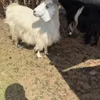 عنزين حليب