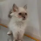 كيتن للبيع