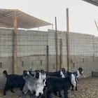جفرات عوارض