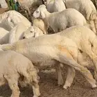 طليان طيبه وفل شحم مشاءالله