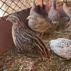 للبيع سمان العدد 16 الموقع الجايزه