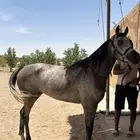 فرس شعبية كفو