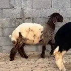 رخل مقنوي