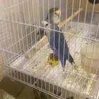 زوج روز فاخررر