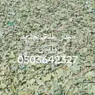 سدر بلدي وحنا مديني