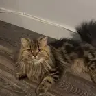 قط شيرازي تبني