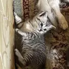 قطط صغيرة للبيع