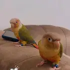 كنيور اليف
