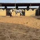 خيل للبيع في قرب ابوعريش سليم بس يحتاج تغذيه البيع 2000