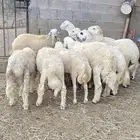 خرفان حريات للبيع