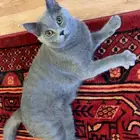 للتبني قط British Shorthair أصلي
