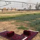 للبيع مراكي برق الحيا