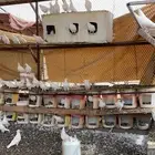 حمام