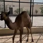 بكره