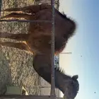 قعود طيب ومايكل الا برسيم