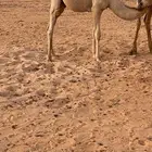 قعود طيب مغلق