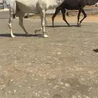بعير كفو