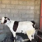 تيس اوشح للبيع