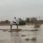 خيول للبيع اقصاد