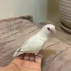 روز