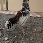 دجاج باكستاني ميوالي