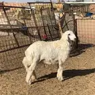 خروف حري تم البيع