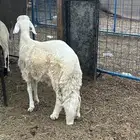 شبيه الحري